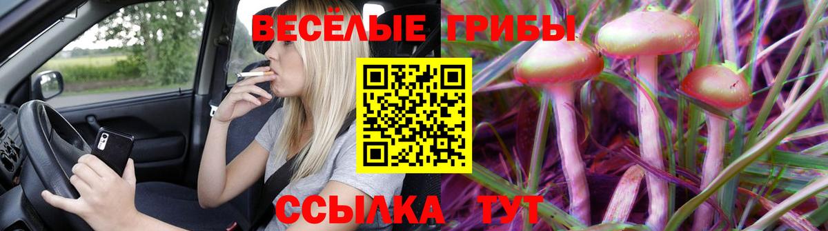 Новокубанск  Псилоцибиновые грибы Cubensis  купить закладку  Галлюциногенные грибы мухоморы  Вход с VPN 
